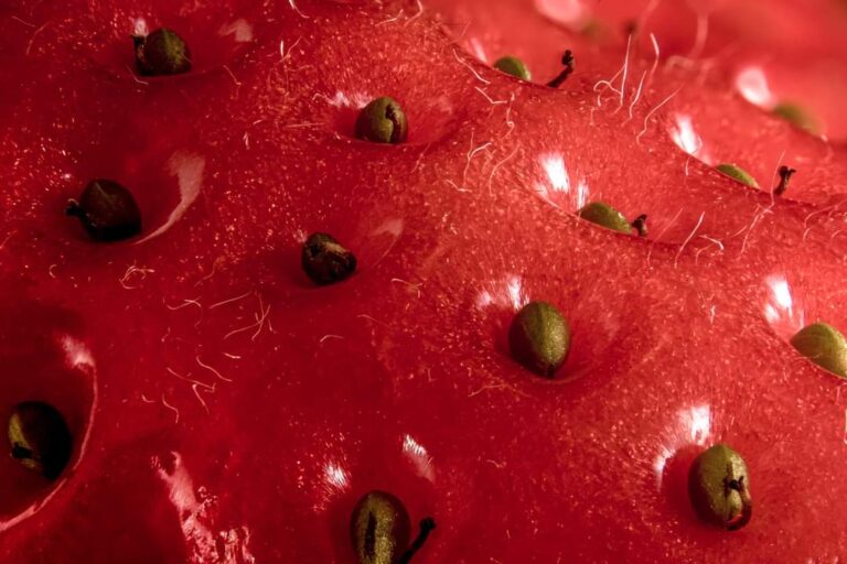 Макро Фотография на Храна: Как да Създадем Вкусни Снимки